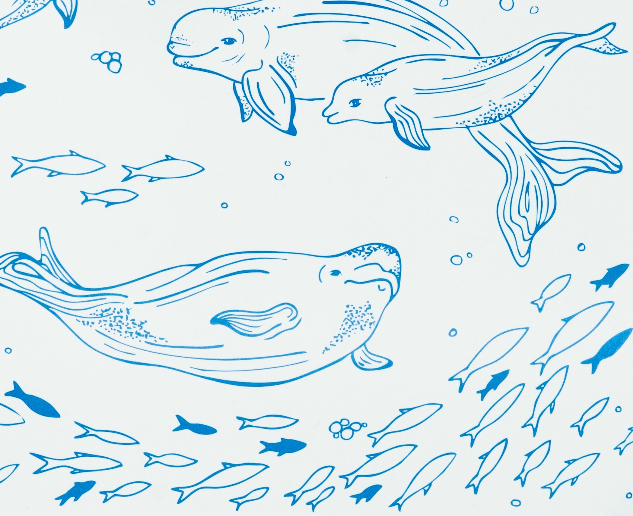 Belugas Decomposition Book