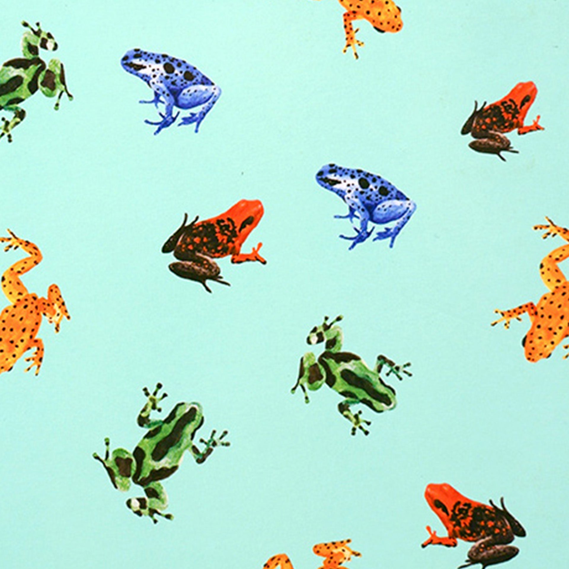 Closeup of colorful frogs on a light blue background